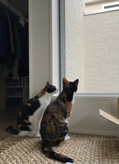 リングフィットを怖がる猫ちゃん