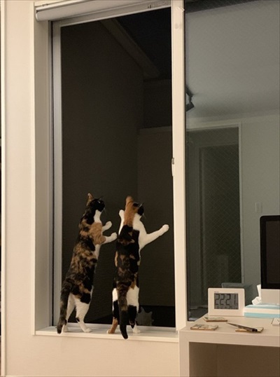 リングフィットを怖がる猫ちゃん