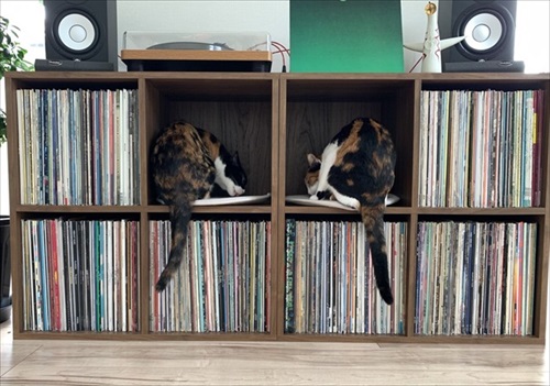 リングフィットを怖がる猫ちゃん