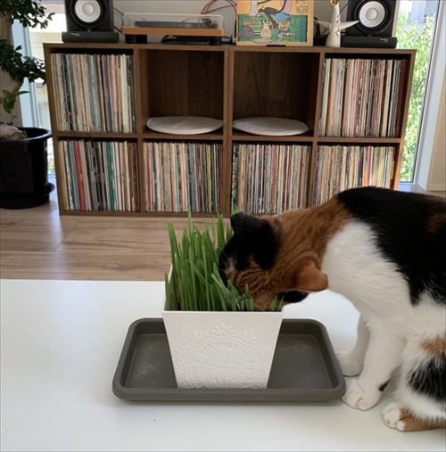 リングフィットを怖がる猫ちゃん