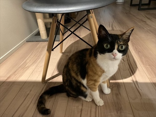 リングフィットを怖がる猫ちゃん