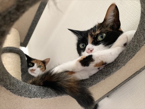 リングフィットを怖がる猫ちゃん