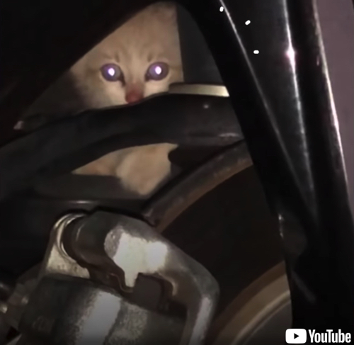 徐々にあいらしくなる子猫