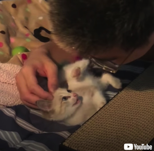 徐々にあいらしくなる子猫
