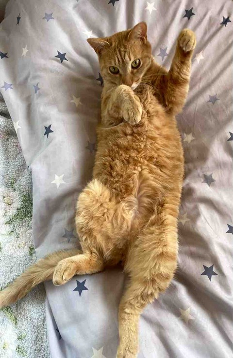 怒ろうとするとお腹見せてくる猫の日々ねこすちゃん