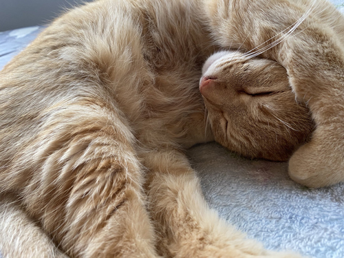 眠るねこすちゃん