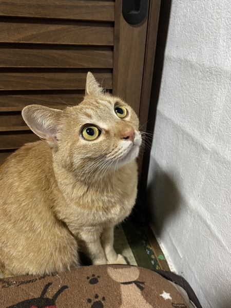 何か気になるねこすちゃん