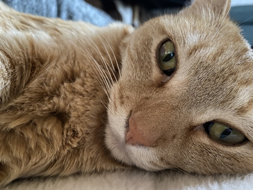 アップで見つめるねこすちゃん