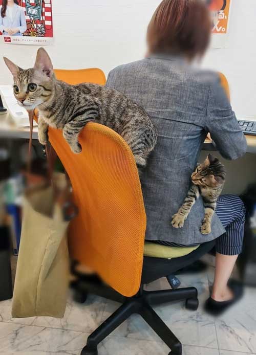 猫がいる不動産屋 ユーエルネット 江坂店 仕事 出勤 ネコ