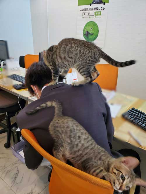 猫がいる不動産屋 ユーエルネット 江坂店 仕事 出勤 ネコ