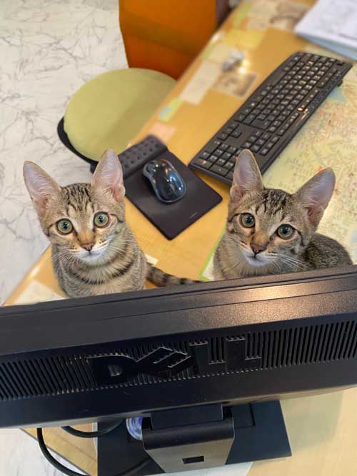 猫がいる不動産屋 ユーエルネット 江坂店 仕事 出勤 ネコ