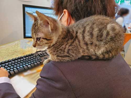 猫がいる不動産屋 ユーエルネット 江坂店 仕事 出勤 ネコ