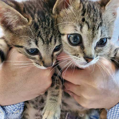 猫がいる不動産屋 ユーエルネット 江坂店 仕事 出勤 ネコ