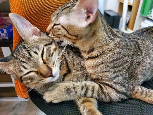 猫がいる不動産屋 ユーエルネット 江坂店 仕事 出勤 ネコ