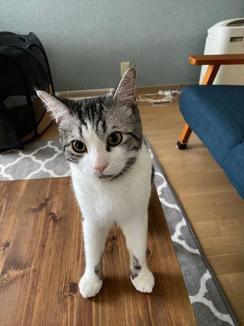 猫がいる不動産屋 ユーエルネット 江坂店 仕事 出勤 ネコ