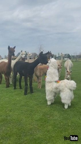 「Alpaca Imposter || ViralHog」