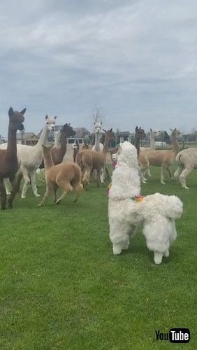 「Alpaca Imposter || ViralHog」