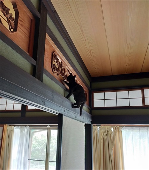 脱走したと思ったら欄間によじ登っていた猫ちゃん