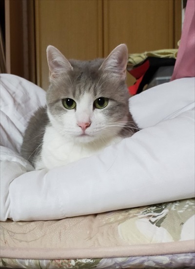 脱走したと思ったら欄間によじ登っていた猫ちゃん