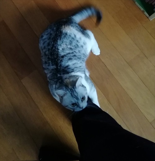 脱走したと思ったら欄間によじ登っていた猫ちゃん