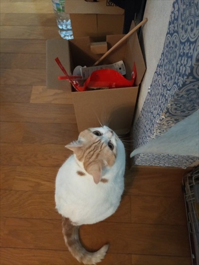 脱走したと思ったら欄間によじ登っていた猫ちゃん