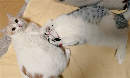 脱走したと思ったら欄間によじ登っていた猫ちゃん