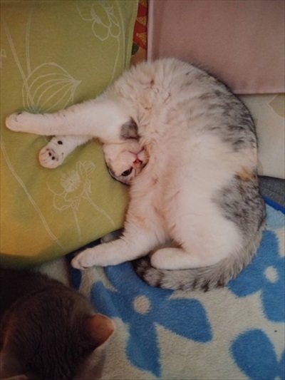 脱走したと思ったら欄間によじ登っていた猫ちゃん