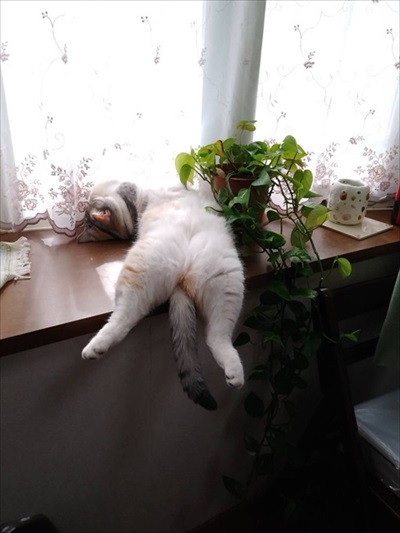 脱走したと思ったら欄間によじ登っていた猫ちゃん