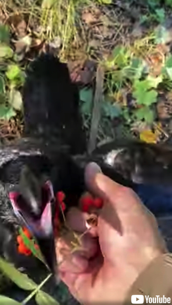 男性に木の実をプレゼントするカラス