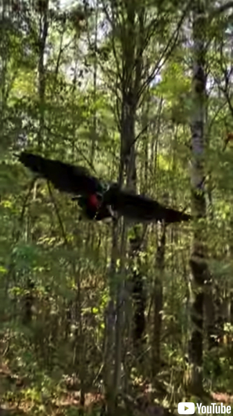 男性に木の実をプレゼントするカラス