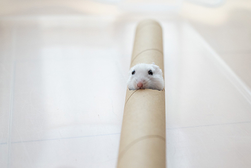 ジャストフィットましろくん