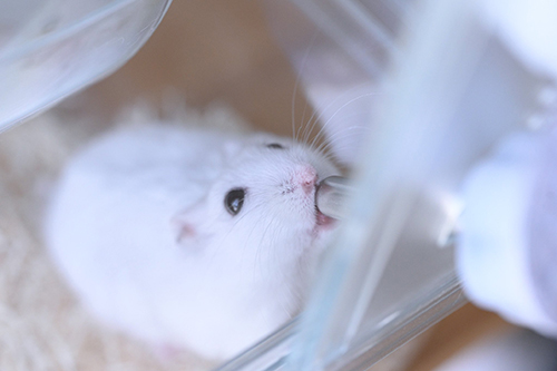 お水を飲むましろくん