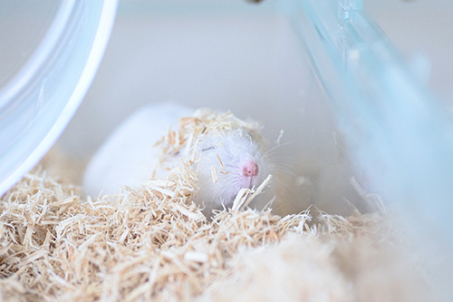 目を閉じるましろくん