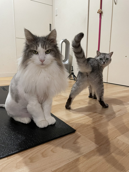 猫