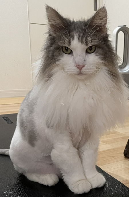 変な構図つくねくん