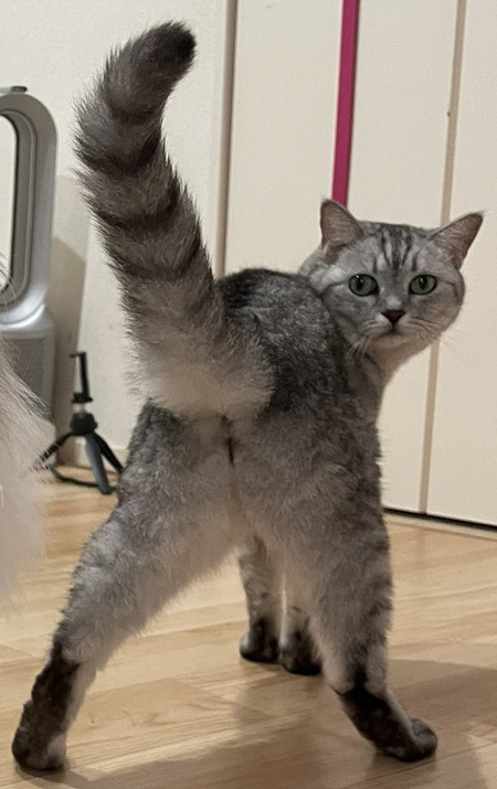 変な構図もみじちゃん