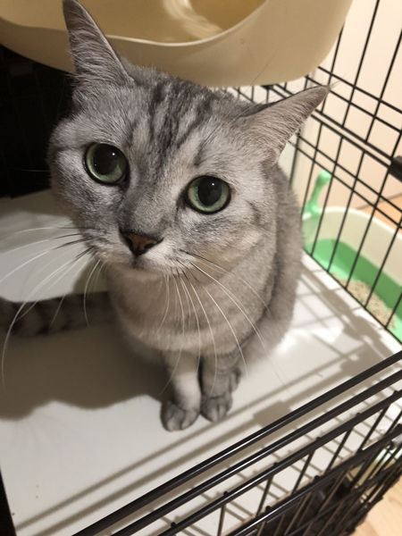 上目づかいもみじちゃん