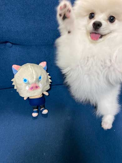 伊之助 毎日 腹筋ローラー 邪魔 ポメラニアン 犬 筋トレ
