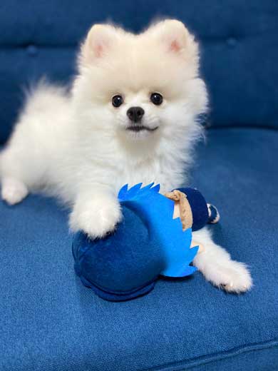 伊之助 毎日 腹筋ローラー 邪魔 ポメラニアン 犬 筋トレ