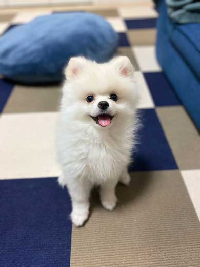 伊之助 毎日 腹筋ローラー 邪魔 ポメラニアン 犬 筋トレ