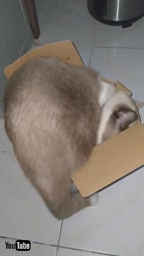 「Determined Kitty Tries to Climb Inside Tiny Box || ViralHog」
