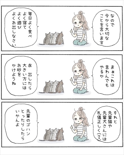 保護猫さんに語り掛けたこと