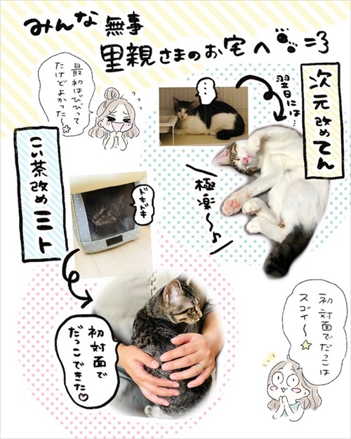 保護猫さんに語り掛けたこと