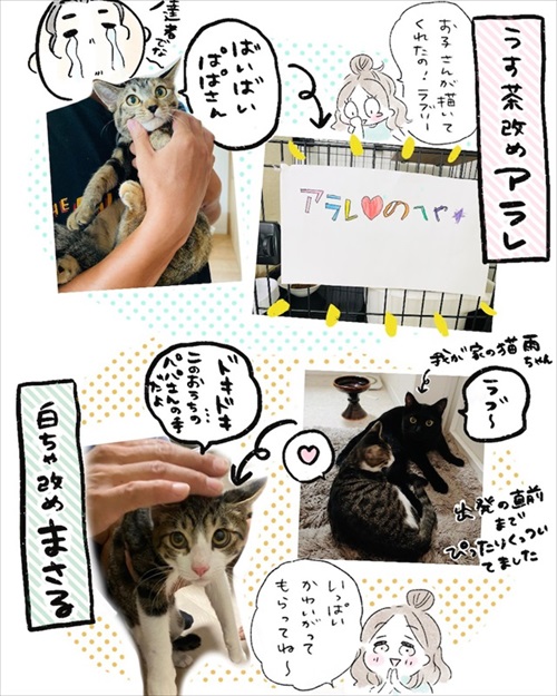 保護猫さんに語り掛けたこと