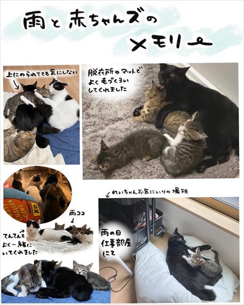 保護猫さんに語り掛けたこと