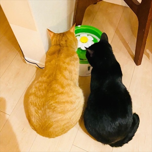 保護猫さんに語り掛けたこと