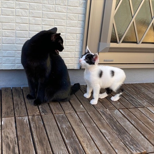 保護猫さんに語り掛けたこと