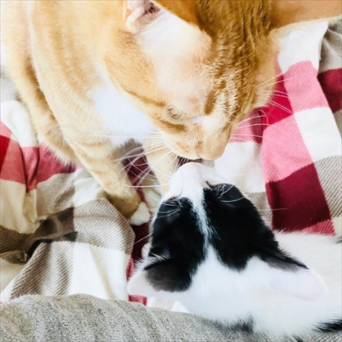 保護猫さんに語り掛けたこと