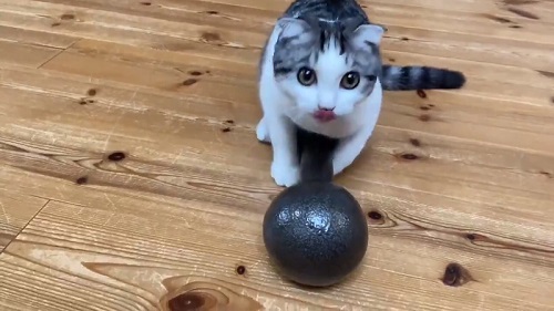 必死すぎる猫