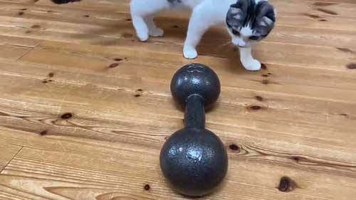 ダンベル 猫 持ち上げ チャレンジ